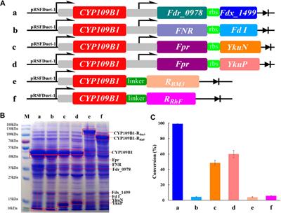 Exploring the Potential of Cytochrome P450 CYP109B1 Catalyzed Regio—and Stereoselective Steroid Hydroxylation